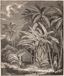 Ansicht eines tropischen Waldes mit Bananenbäumen, Hütten und Bewohnern